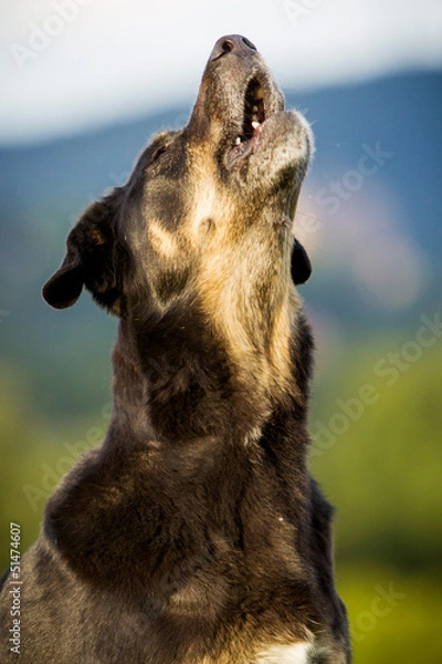 Fototapeta Mischling bellt