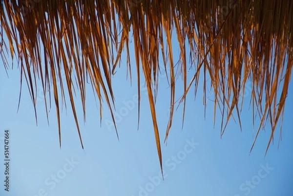 Fototapeta Dry grass and sky in the background. In Asia, grass is often used for roofing.