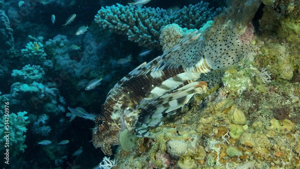 Fototapeta Large shoal of Miry's damselfish (Neopomacentrus miryae) swims near coral reef, Red Lionfish (Pterois volitans) lie on the reef and looks on the school of fish. Red sea, Egypt