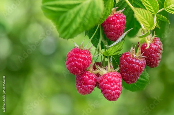 Fototapeta branch of ripe red raspberries in garden