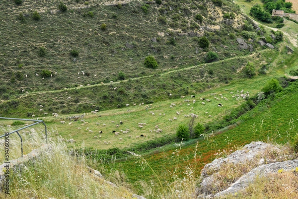 Fototapeta flock of sheep in the meadow