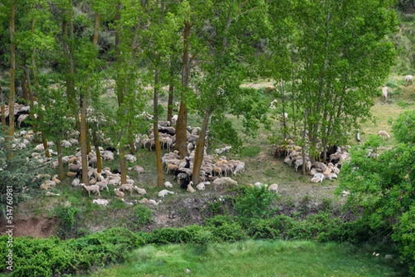 Fototapeta flock of sheep in the meadow