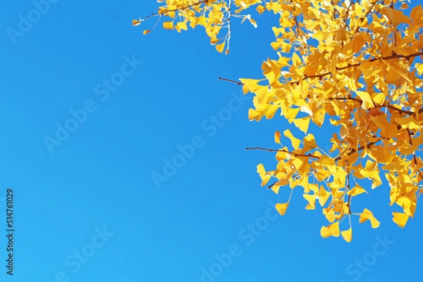 Obraz 銀杏と青空