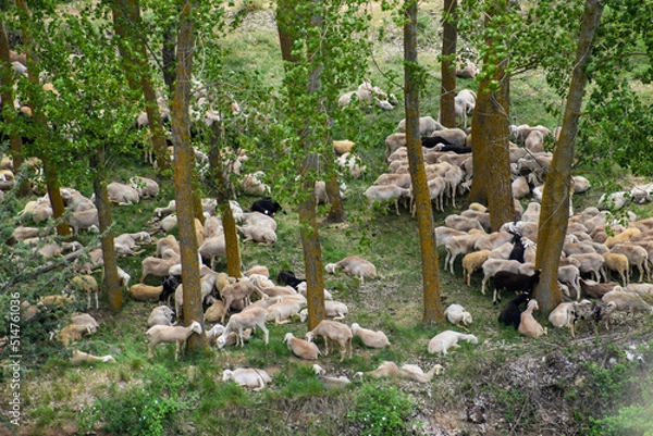 Fototapeta flock of sheep in the meadow
