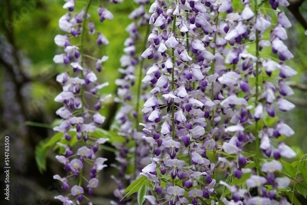Fototapeta 春日大社の萬葉植物園の藤