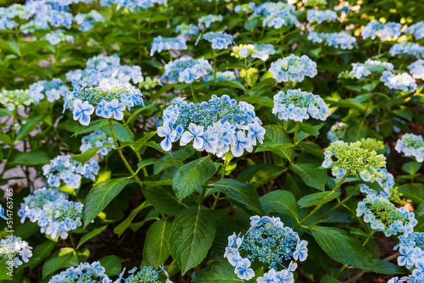 Fototapeta 紫陽花