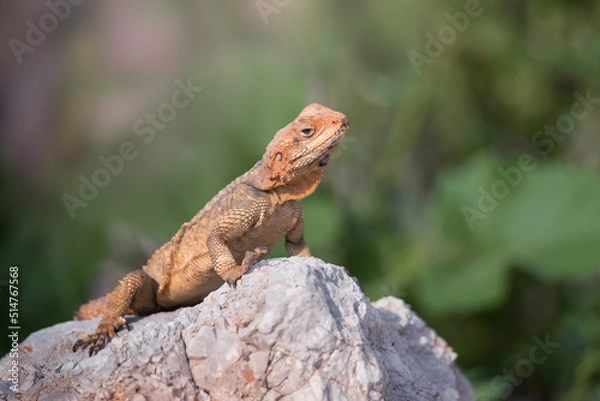 Fototapeta Close-up of the Agama lizard in wild nature
