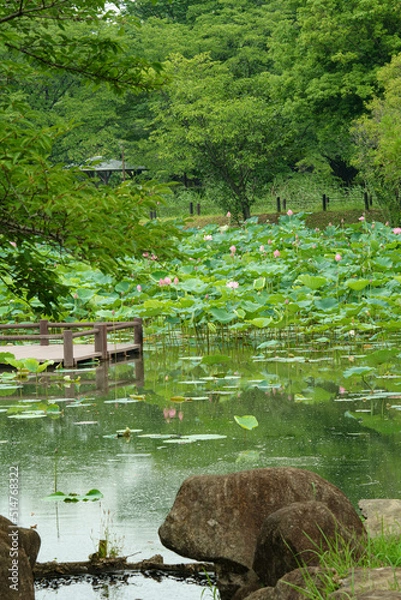 Fototapeta 埼玉県行田市の古代蓮