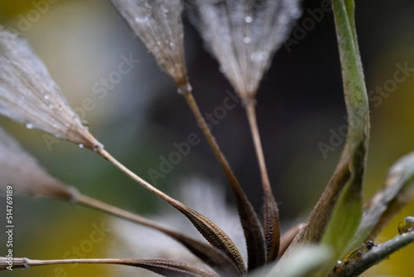 Fototapeta Löwenzahn: Flugschirmchen (Achänen)