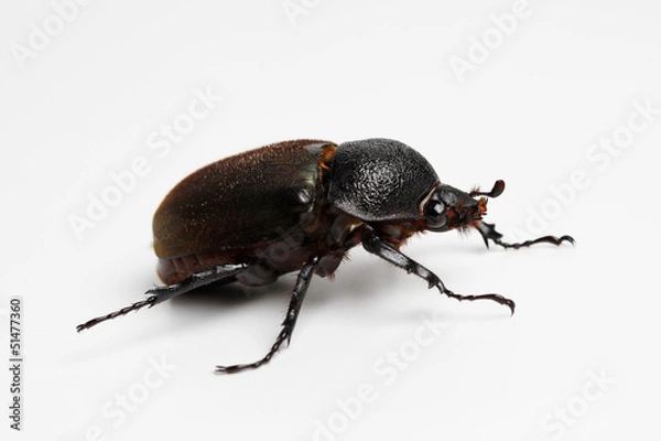 Obraz Beetle in White Background