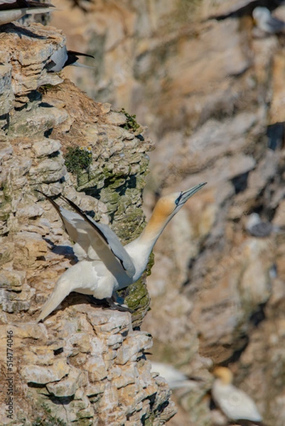 Obraz Gannet taking off