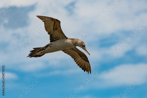 Obraz Juvenile Gannet