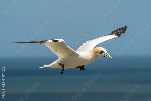 Obraz Gannet in flight