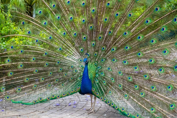 Fototapeta RUOTA DI PAVONE
