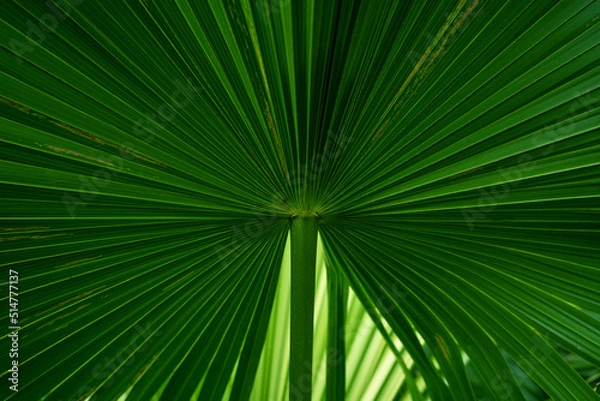 Fototapeta abstract green palm leaf texture, nature background, tropical leaf