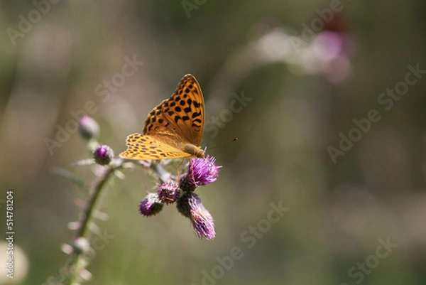 Obraz Silver-washed fritillary macro selective focus