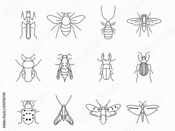 Obraz insect bug line art icon set.artistict outline logo
