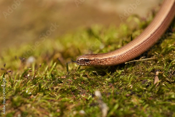 Obraz Slow worm (Anguis fragilis) macro 