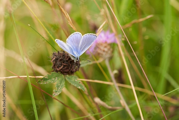Obraz Cyaniris semiargus macro selective focus