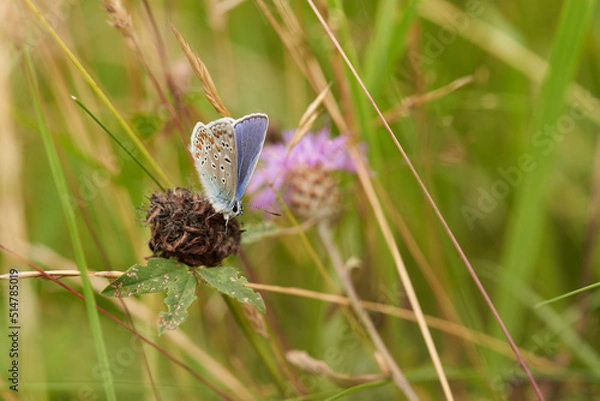 Obraz Cyaniris semiargus macro selective focus