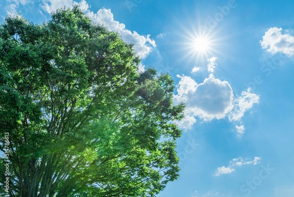 Obraz 青空の下の大樹