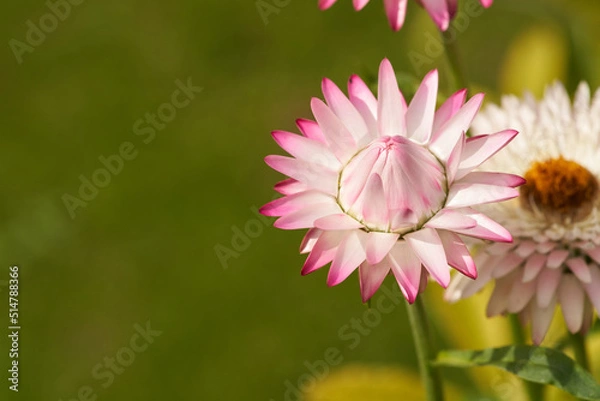 Obraz Xeranthemum annuum flower macro
