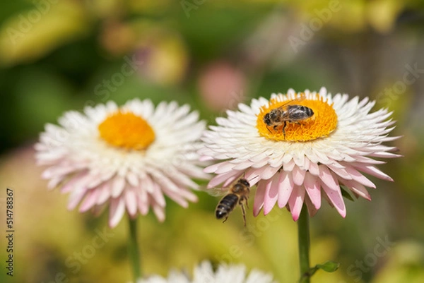 Obraz Xeranthemum annuum with Bee