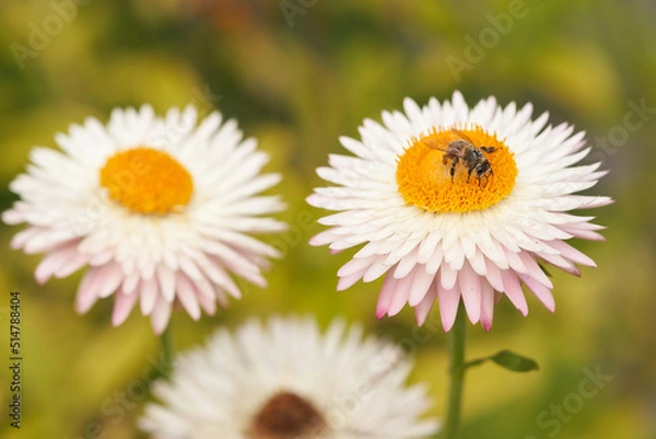Obraz Xeranthemum annuum with Bee