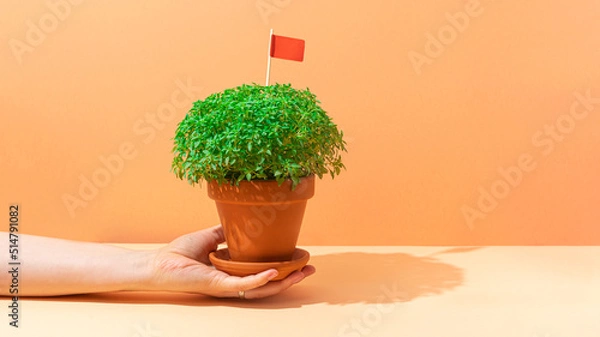 Fototapeta Hand holding Manjerico plant with flag in a pot against abeige background. Traditional Summer festival in June San Juan, Portugal