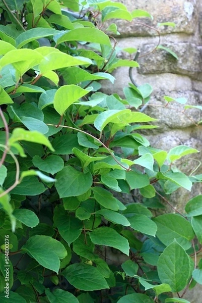Obraz Natural background of green leaves of Schizandra chinensis plant. Focus on leaves against stone wall in sunny day.