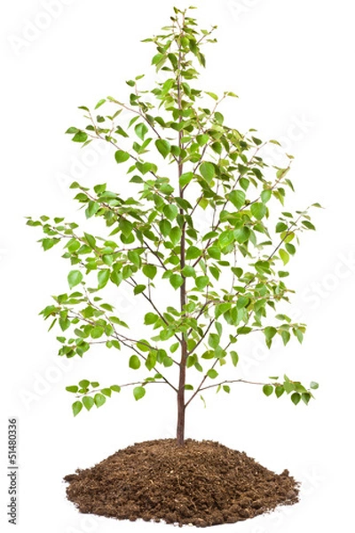 Obraz Young birch tree