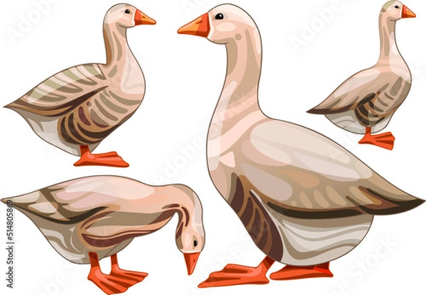 Fototapeta Set of hand drawn geese The breed of Buff grey back goose