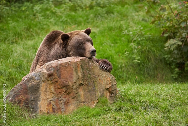 Obraz Brown bear bored on a stone portrait