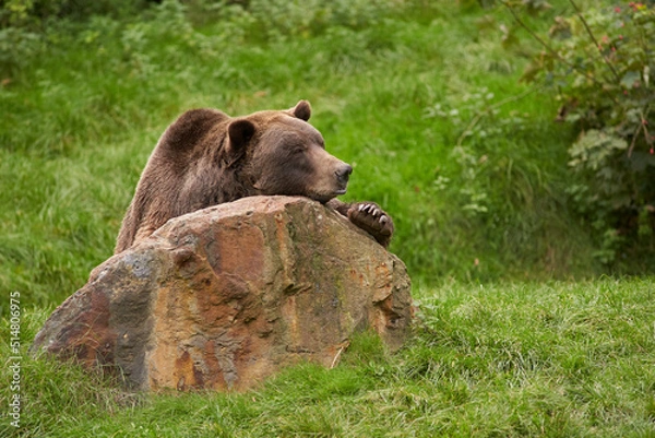 Obraz Brown bear bored on a stone portrait