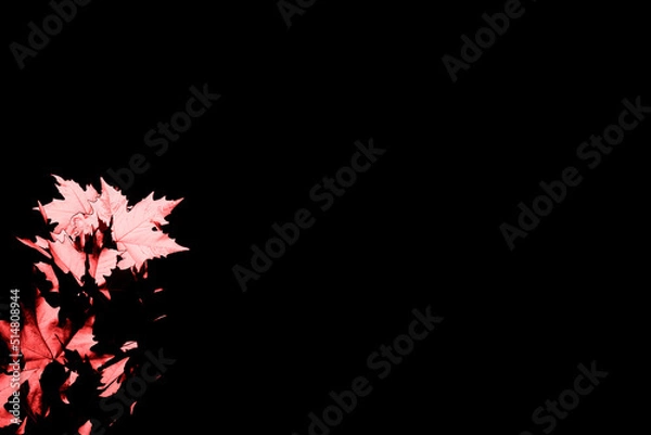 Obraz leaf red black background.