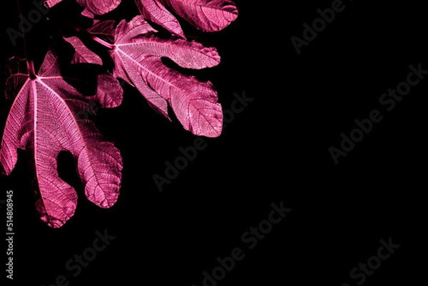 Obraz Red fig leaf,red,black,background, on black background