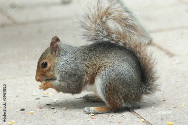 Obraz Squirrel Eating Food