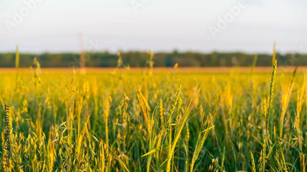 Obraz Wheat field at sunset. Selective focus