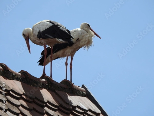 Obraz paysage maritme