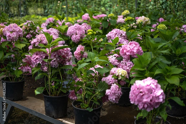 Fototapeta Pink Hydrangea macrophylla, commonly referred to as bigleaf hydrangea, is one of the most popular landscape shrubs owing to its large mophead flowers.