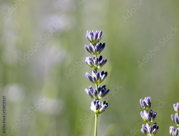 Fototapeta blue forget me not