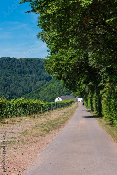 Fototapeta Weingut bei Serrig