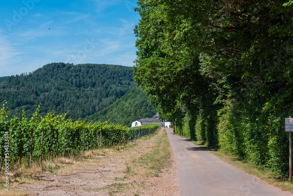 Fototapeta Weingut bei Serrig