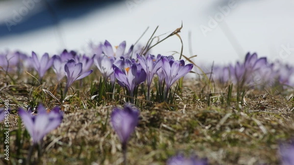 Obraz Krokusy