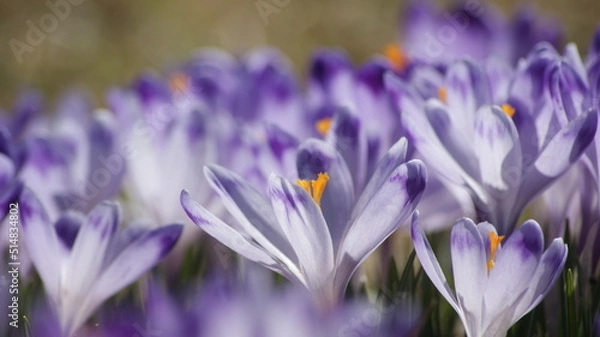 Obraz Krokusy