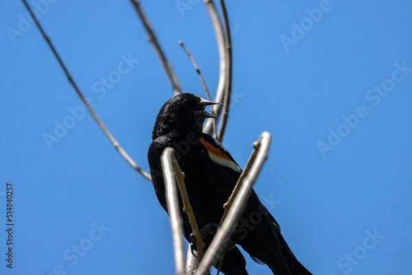 Fototapeta Red Winged Black Bird In Tree Branch