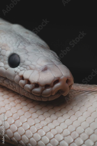 Obraz Macro snake