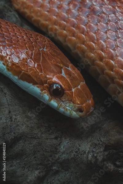 Obraz Macro snake