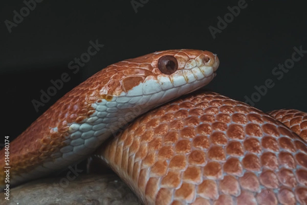 Obraz Macro snake