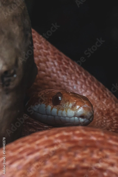 Obraz Macro snake